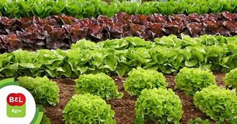Altas temperaturas comprometem a produção de verduras